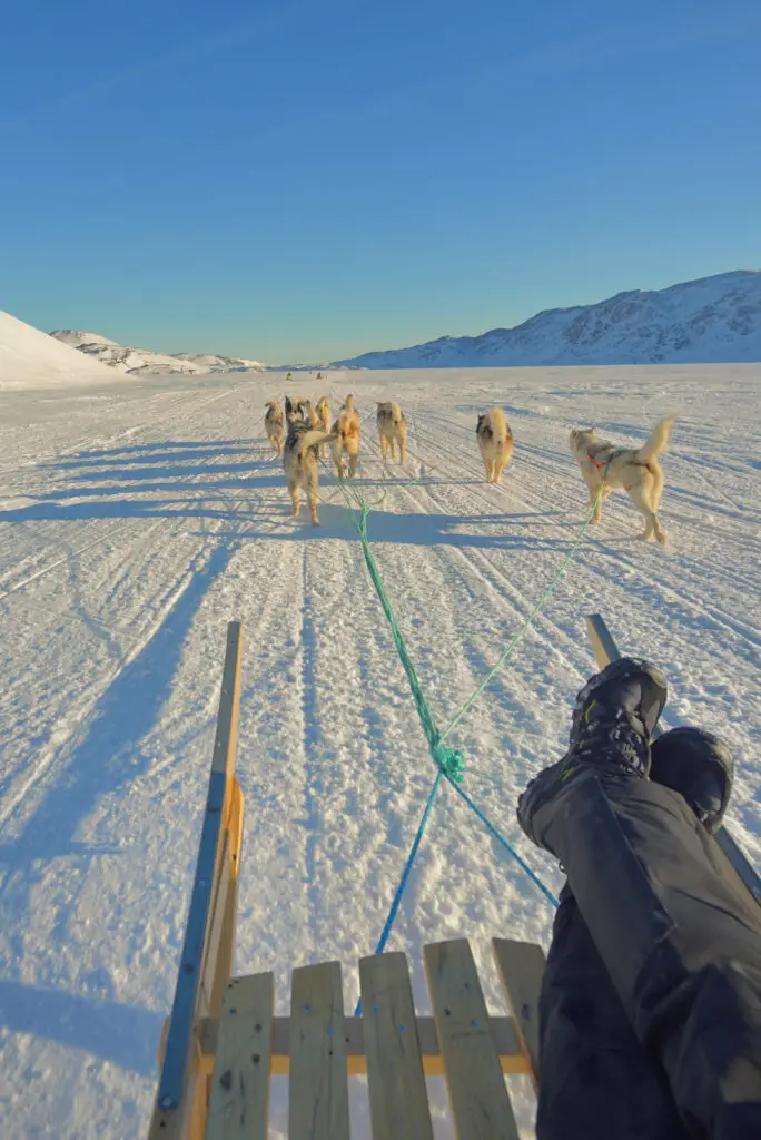 Dog sledding adventure in Greenland, showing huskies pulling a sled across a snowy landscape with distant mountains under a clear blue sky.