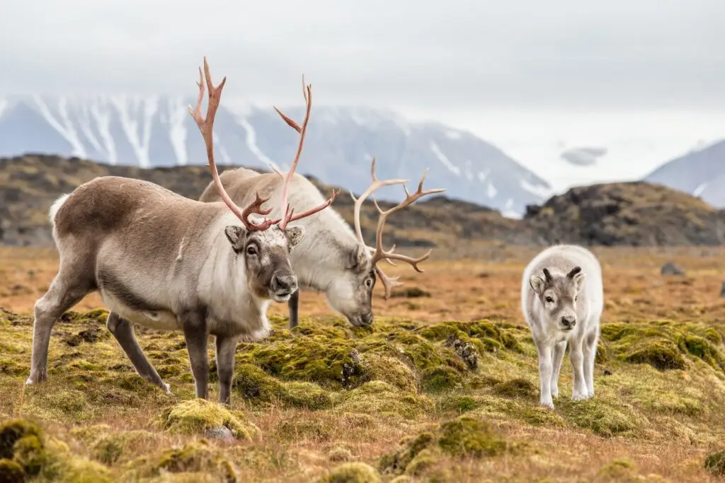 Wild reindeer family grazing on a mossy Greenlandic landscape with snow-capped mountains in the background, showcasing natural wildlife in Greenland.