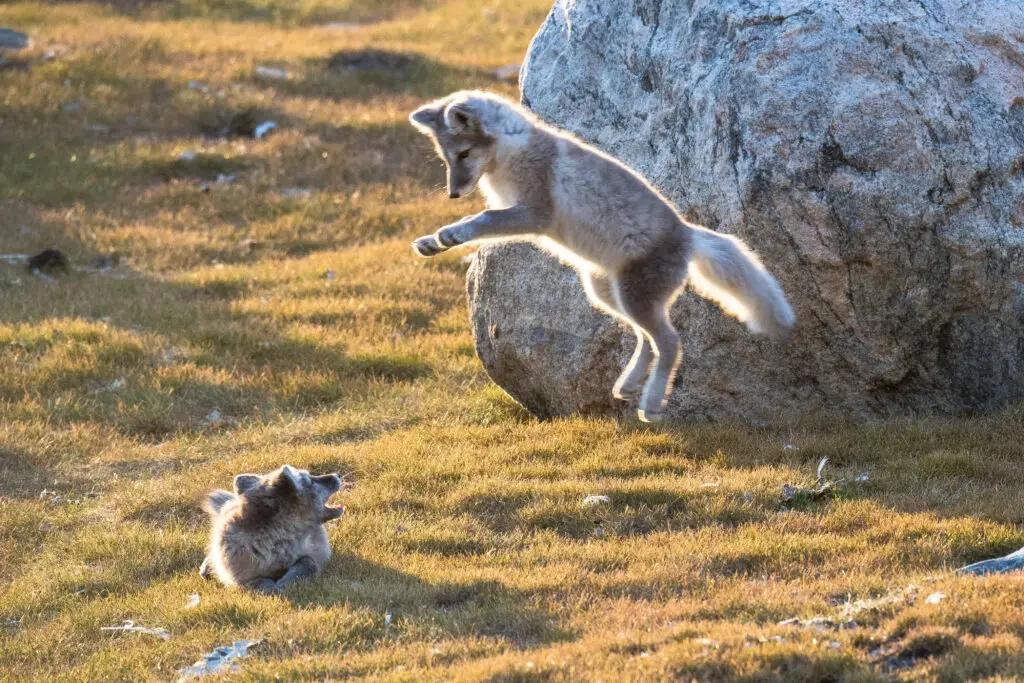 Playful Arctic fox jumping near a large rock in the golden sunset light in Greenland, capturing a delightful moment in wildlife tourism.